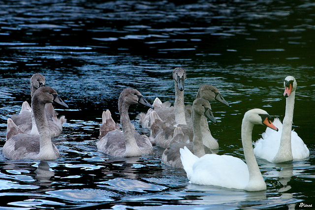 Grande famille au complet