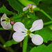 20210823 2538CPw [D~LIP] Garten-Rettich (Raphanus sativus), Bad Salzuflen