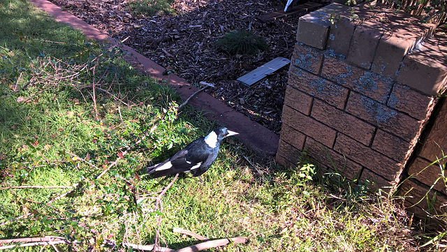 Magpie 20220602 11 54 49 Pro Magpie 20220602 11 54 49 Pro