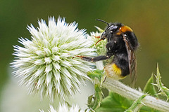 Langer Saugrüssel - Long proboscis