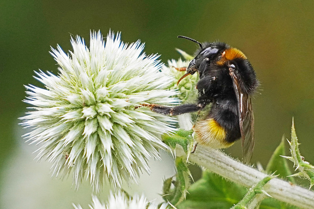 Langer Saugrüssel - Long proboscis