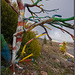 Kunst am Baum (PiP) Kunst am Baum (PiP)
