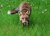 un petit biscuit recompense pour chien ......ou renard !!