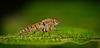 Die Luchsfliegen (auch bekannt als Stilettfliegen oder Therevidae) :)) Lynx flies (also known as stiletto flies or Therevidae) :)) Mouches lynx (aussi appelées mouches stiletto ou Therevidae) :))