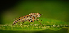 Die Luchsfliegen (auch bekannt als Stilettfliegen oder Therevidae) :)) Lynx flies (also known as stiletto flies or Therevidae) :)) Mouches lynx (aussi appelées mouches stiletto ou Therevidae) :))