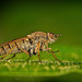 Die Luchsfliegen (auch bekannt als Stilettfliegen oder Therevidae) :)) Lynx flies (also known as stiletto flies or Therevidae) :)) Mouches lynx (aussi appelées mouches stiletto ou Therevidae) :))