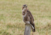 Buzzard
