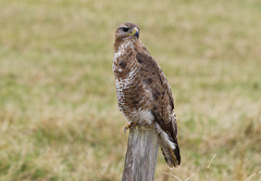Buzzard