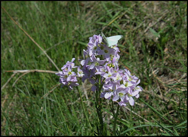 Cardamine des prés (1)