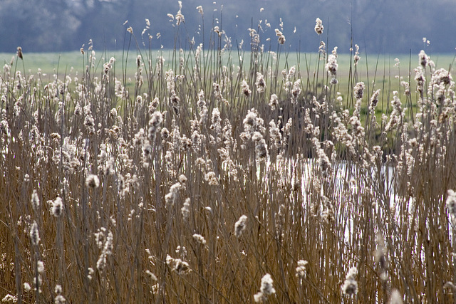 Reeds