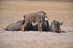 Gnuoj. Okavango-Delto