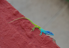 Lézard multicolore