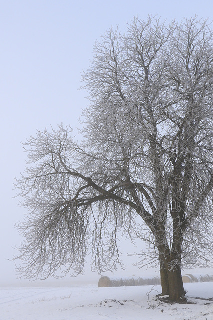 Foggy Winter Morning