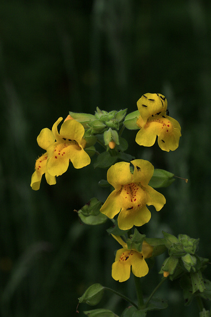 Seep-spring Monkeyflower