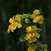 Seep-spring Monkeyflower