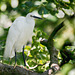 Little Egret