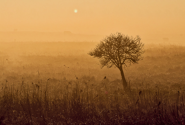 Linum erwacht