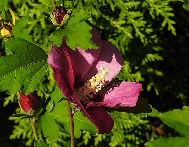 20210823 2539CPw [D~LIP] Straucheibisch (Hibiscus syriacus), Bad Salzuflen