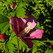 20210823 2539CPw [D~LIP] Straucheibisch (Hibiscus syriacus), Bad Salzuflen