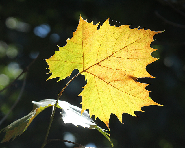 c'est l'automne