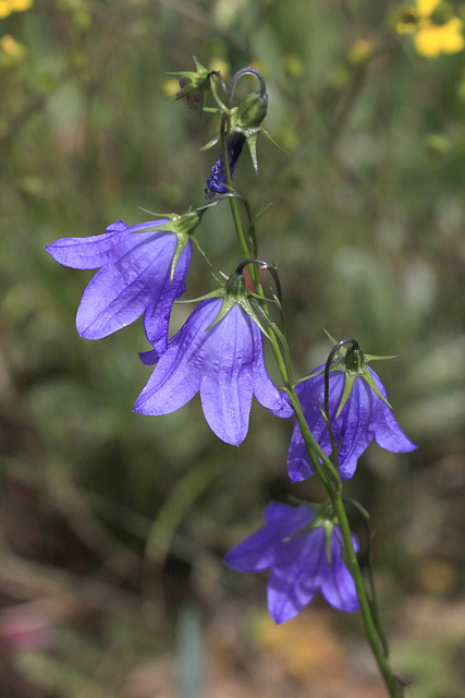 Scottish Harebell