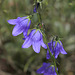 Scottish Harebell