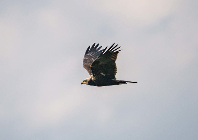 Marsh harrier