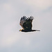 Marsh harrier