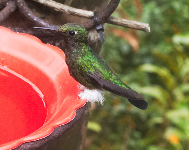 IMG 0055 Hummingbird