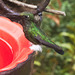 IMG 0055 Hummingbird