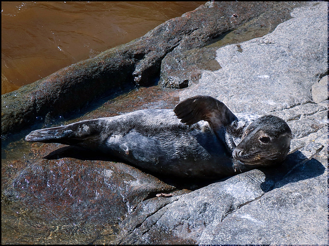 seal