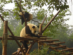 Pandas (Chine)***********