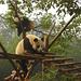 Pandas (Chine)***********