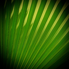 Lines in Nature