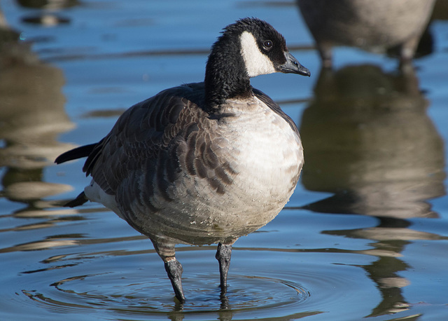 Cackling Goose