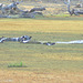 Hipopotamoj. Okavango-Delto