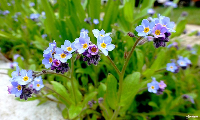 petite cascade de myosotis