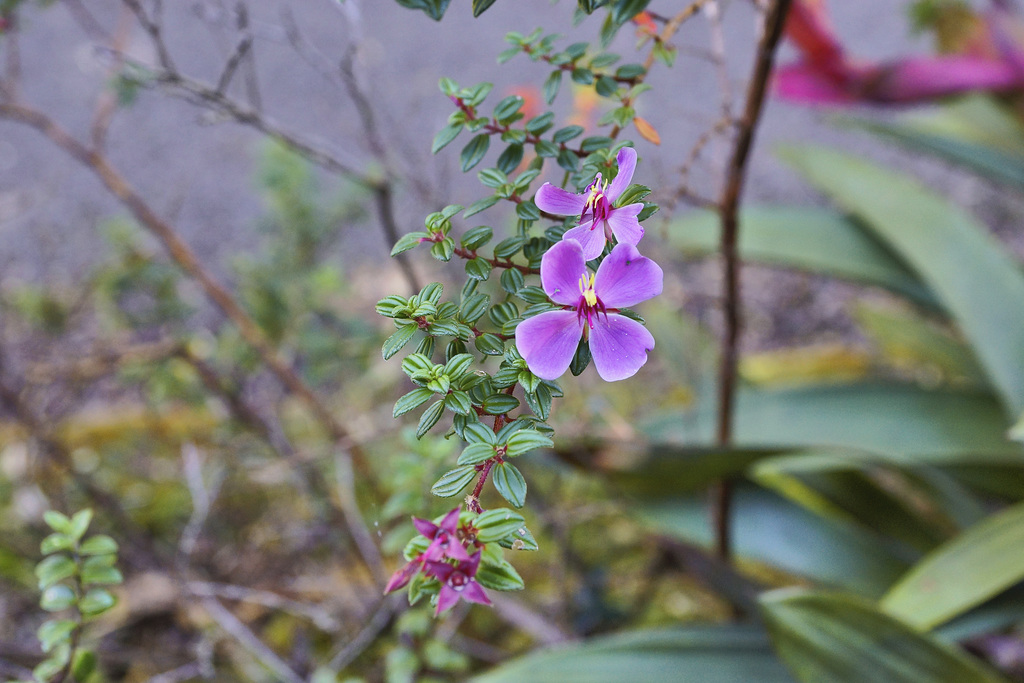 Escolonia Flower, Monochaetum Vulcanicum – Parque Nacional Volcan Poás, Alajuela Province, Costa Rica