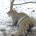 Gray Squirrel