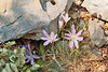 Nationalpark Paklenica - Colchicum autumnale (Herbstzeitlose)