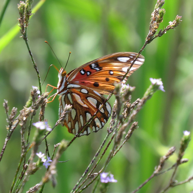 Gulf fritillary - Agraulis vanillae