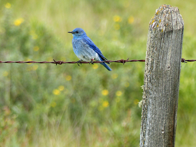 Mountain Bluebird with wildflower bokeh