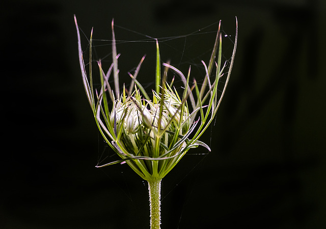 copa de la naturaleza