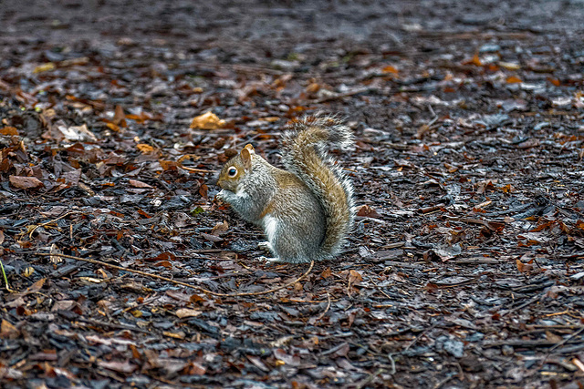 Squirrel