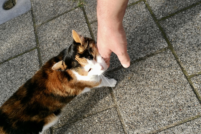 Cat on the street