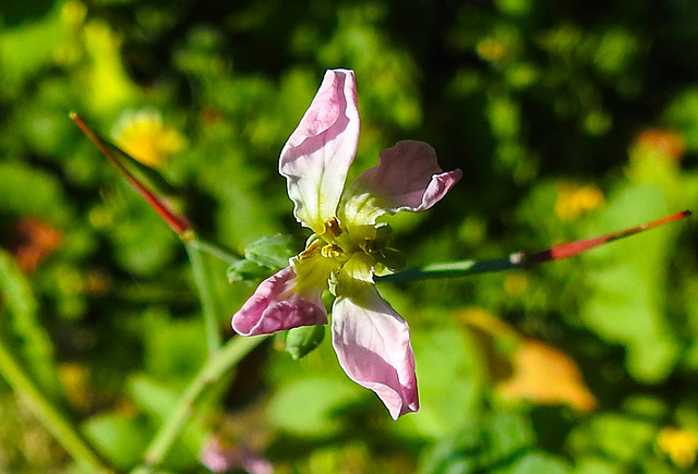 20210823 2540CPw [D~LIP] Garten-Rettich (Raphanus sativus), Bad Salzuflen