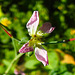 20210823 2540CPw [D~LIP] Garten-Rettich (Raphanus sativus), Bad Salzuflen