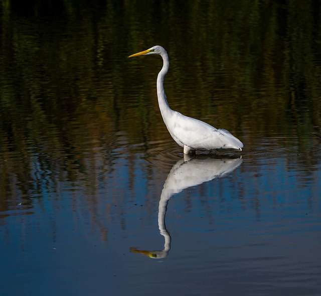 Great white egret