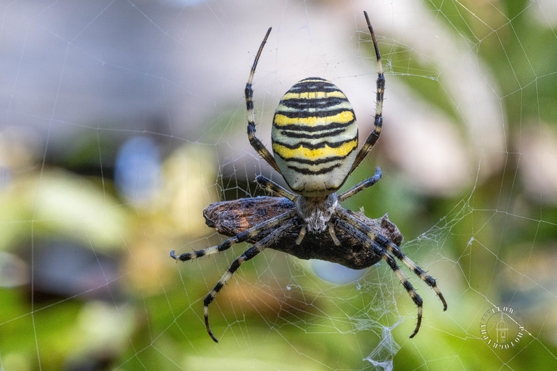 Wespenspinne (Argiope bruennichi)