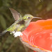 IMG 0056 Hummingbird